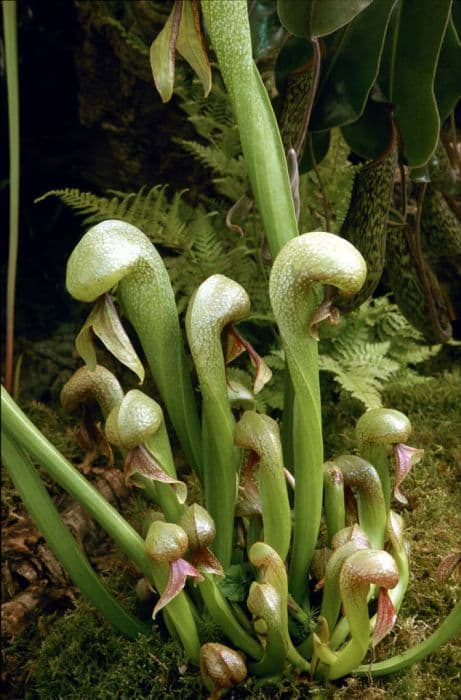 Californian pitcher plant
