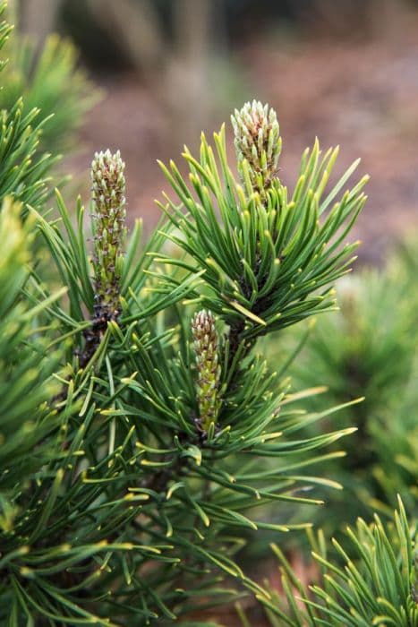 dwarf mountain pine 'Winter Gold'