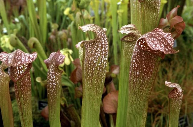 Excellens pitcher plant