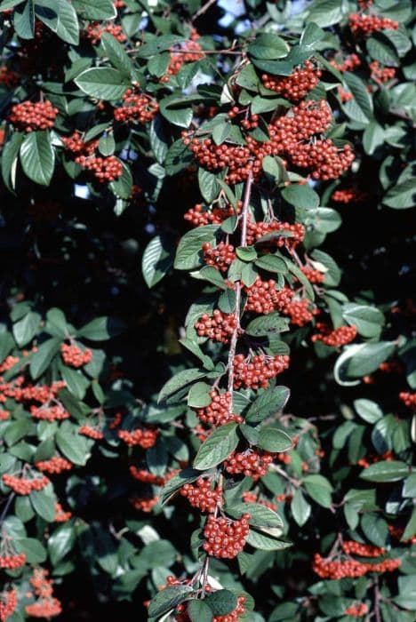 Late cotoneaster