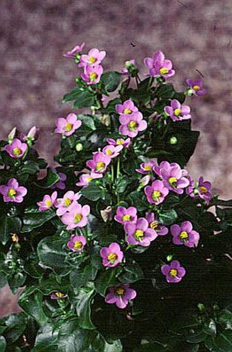 Persian violet