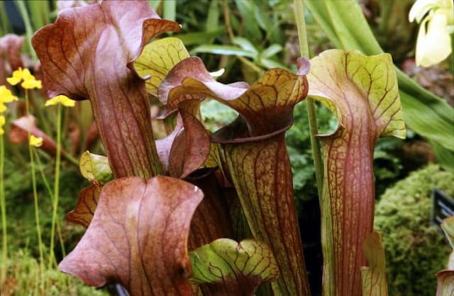 Catesby's pitcher plant