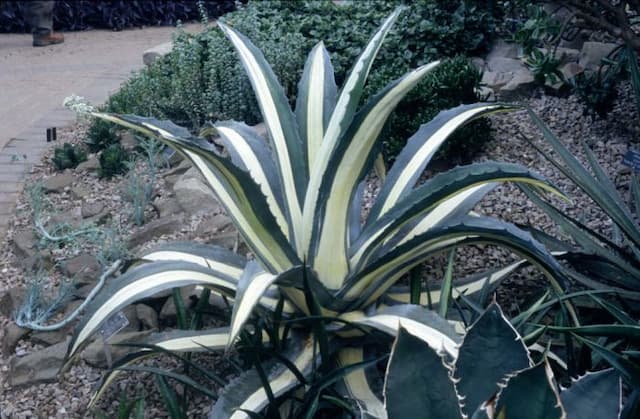 Century plant 'Mediopicta Alba'