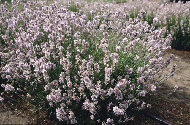 English lavender 'Miss Katherine'