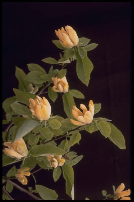 Magnolia 'Koban Dori'