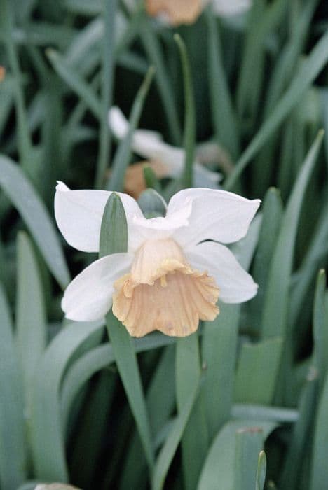daffodil 'Chromacolor'