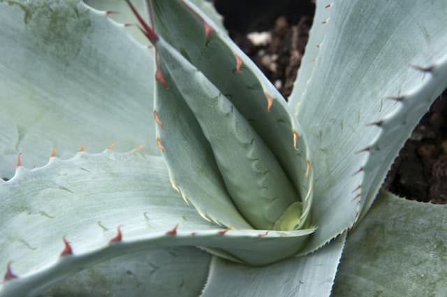 Oval-leaved agave