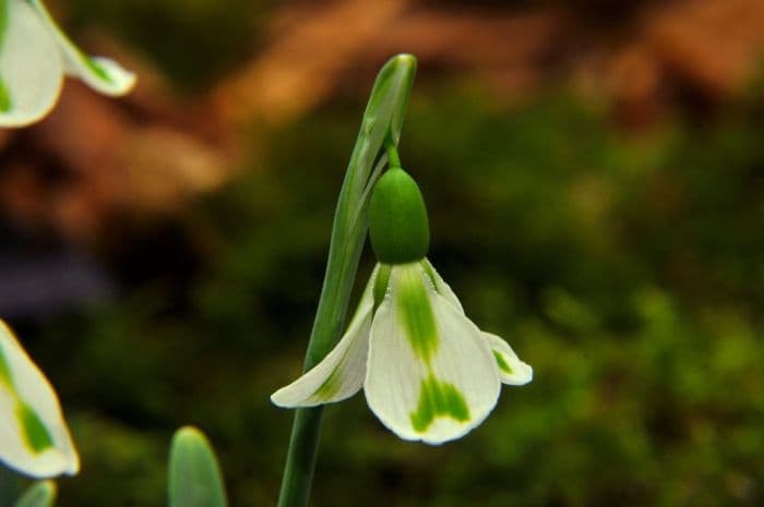 snowdrop 'Philippe André Meyer'