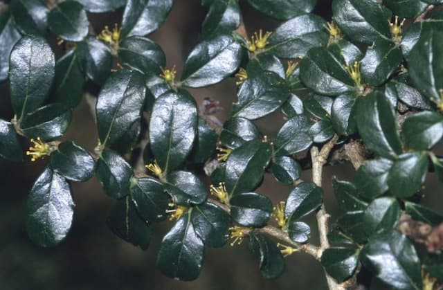 Box-leaf azara