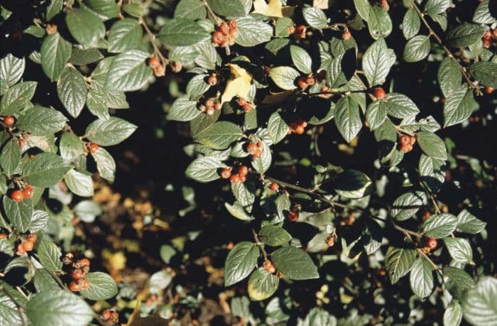 Stern's cotoneaster