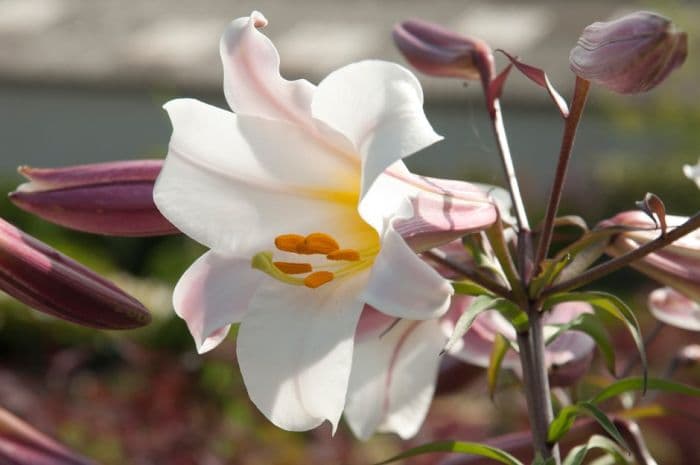 regal lily