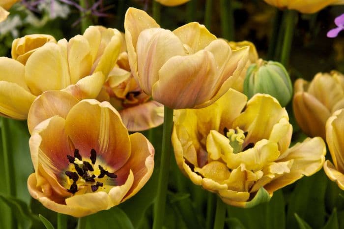 tulip 'La Belle Époque'