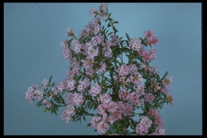 rhododendron 'Doker-La'