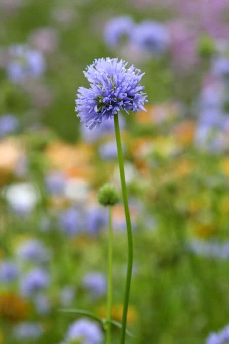 Blue thimble flower