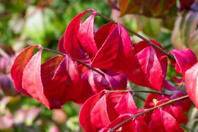 Winged spindle 'Fire Ball'