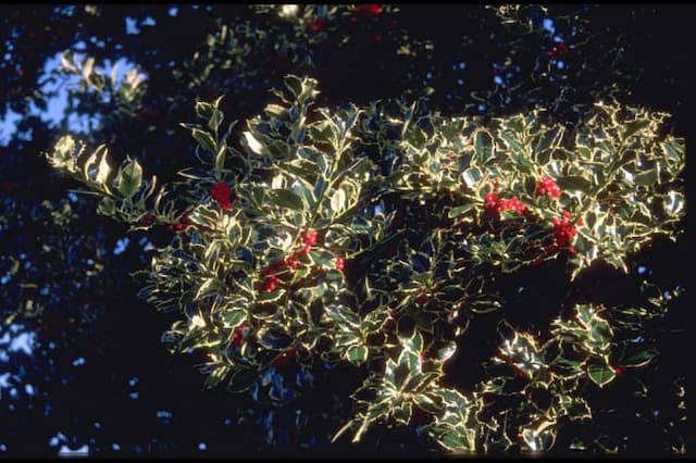 Silver-margined holly