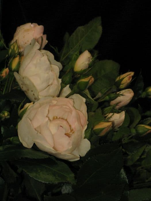 rose [Jacqueline du Pré]