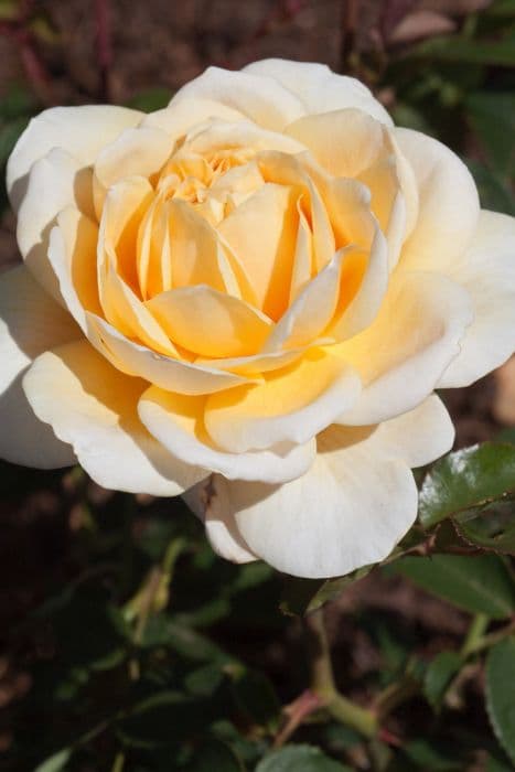 Rose [English Garden]