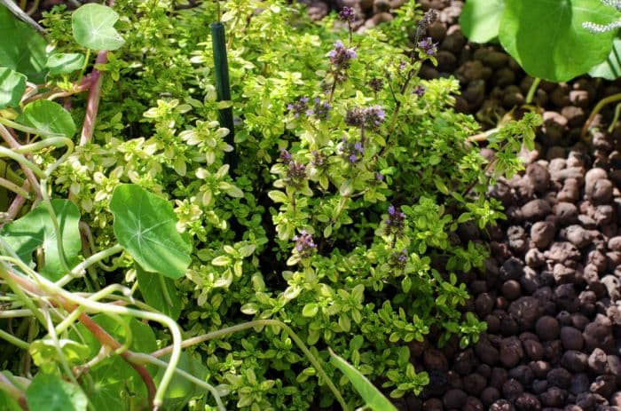 thyme 'Archer's Gold'