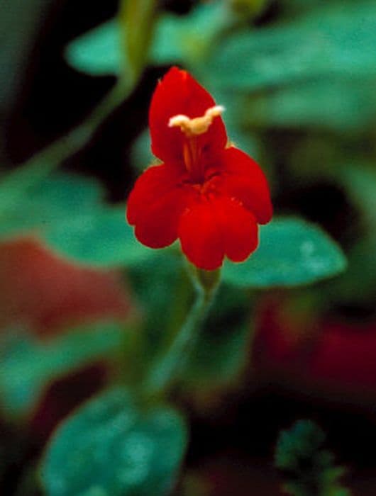 Scarlet monkey flower