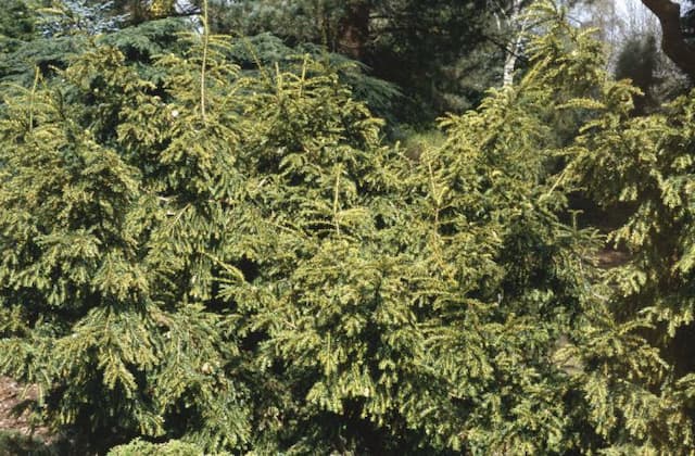 Common yew 'Adpressa Variegata'