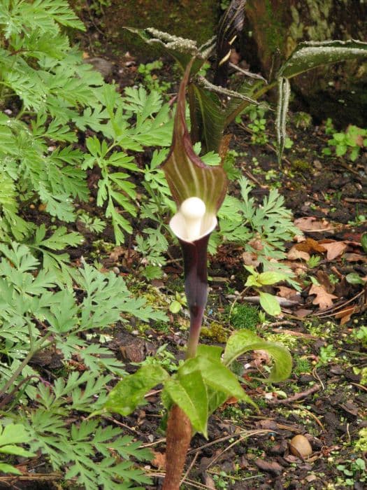 Japanese cobra lily