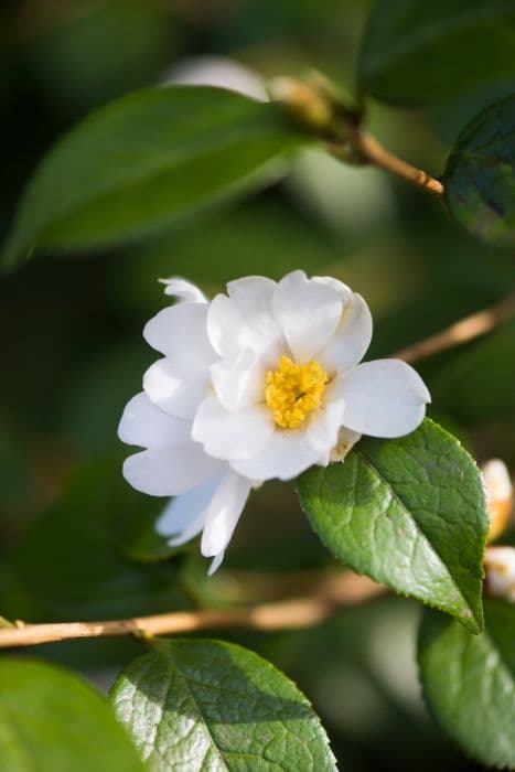 Grijsii camellia