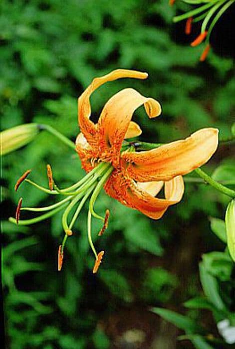 Henry's lily