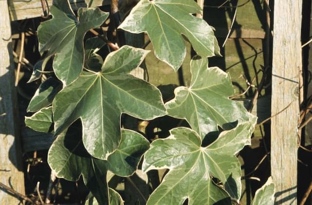 Variegated tree ivy