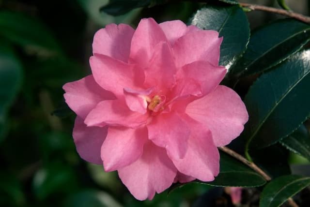 Camellia 'Shishigashira'