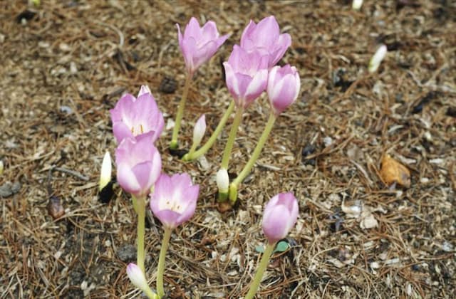 Meadow saffron 'Pink Goblet'