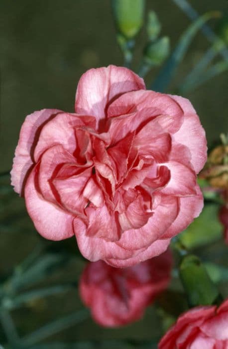 Carnation 'Spinfield Betty's Pink'