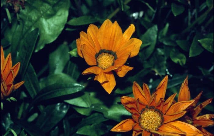 treasure flower 'Daybreak Bright Orange'