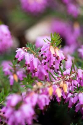 heather 'Prince of Wales'