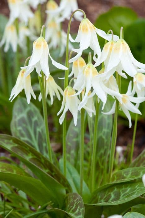 Fawn lily 'White Beauty'