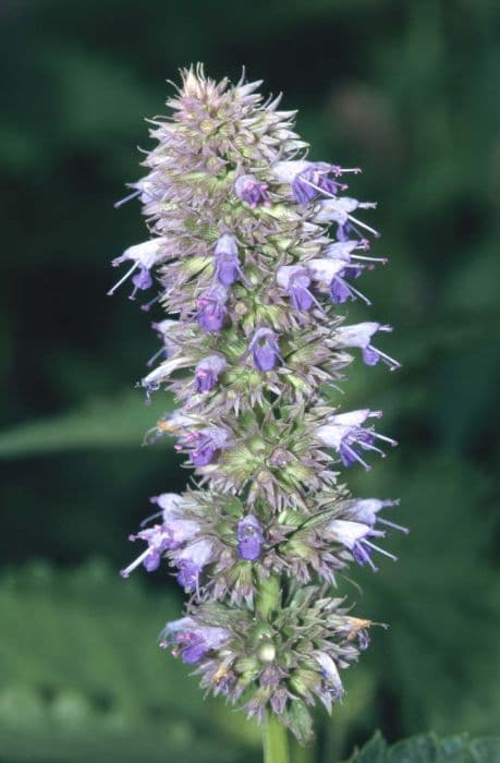 Giant hyssop 'Blue Fortune'