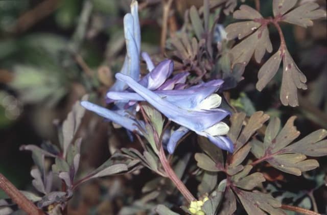 Corydalis 'Purple Leaf'