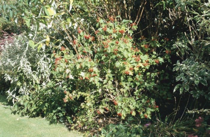 compact guelder rose