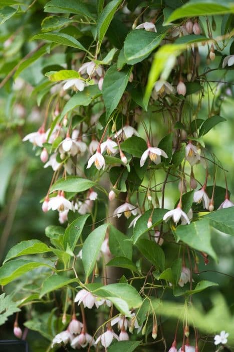 Japanese snowbell [Marley's Pink Parasol]