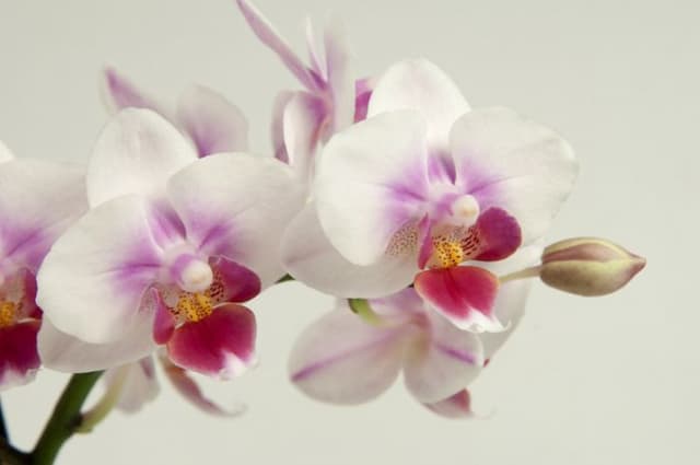 Moth orchid Brother Pico Sweetheart gx