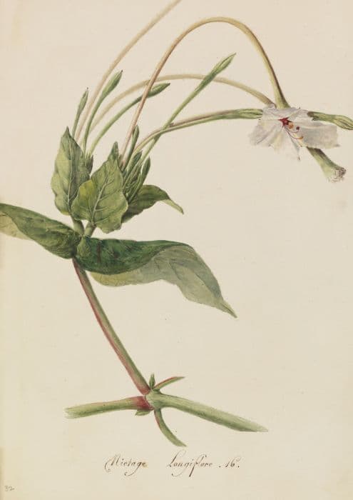 long-flowered tobacco plant