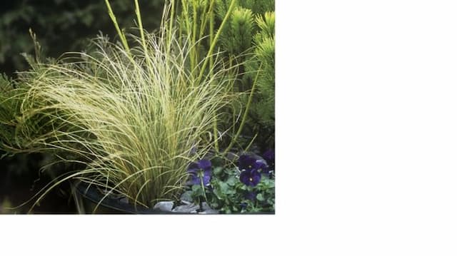 Sedge 'Frosted Curls'