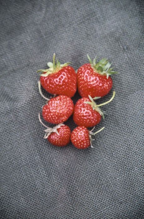 strawberry 'Cambridge Favourite'