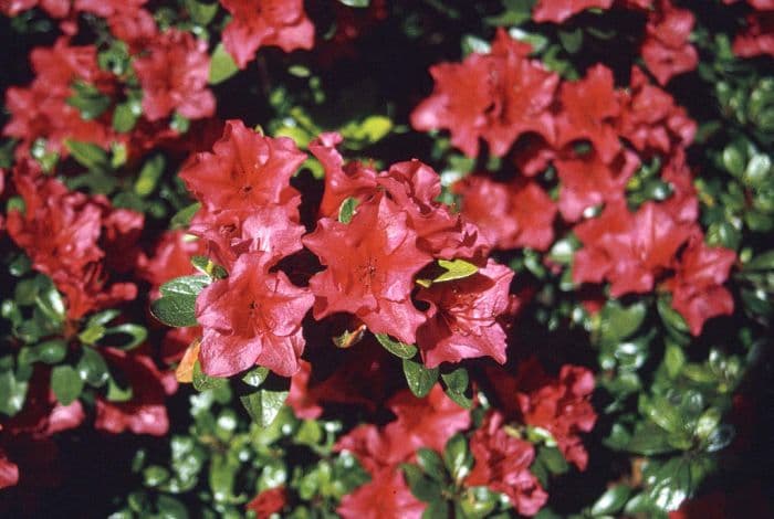 rhododendron 'Vuyk's Scarlet'