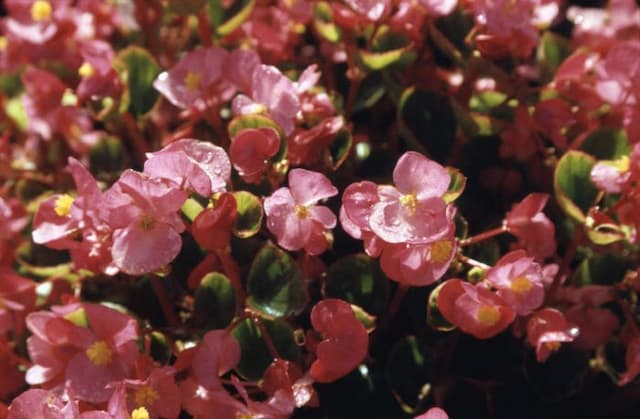 Begonia 'Ambassador Rose'