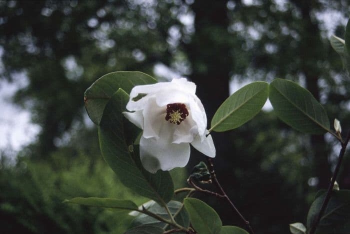 Wilson magnolia