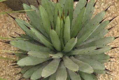 Large-thorned agave