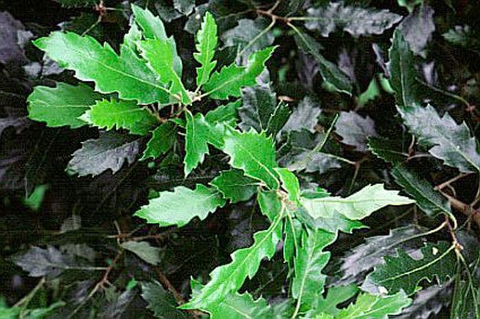 oak 'Lucombeana'