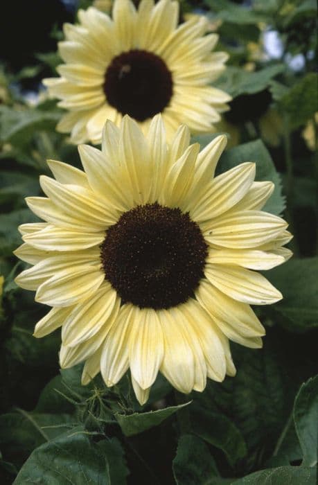 sunflower 'Valentine'