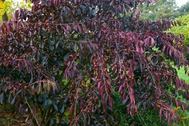 Ffleshy-Flowered Spindle Tree 'Red Wine'